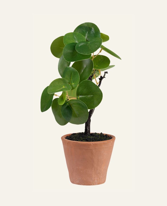 Plante grønn - 10x10x25 cm grønn - 1