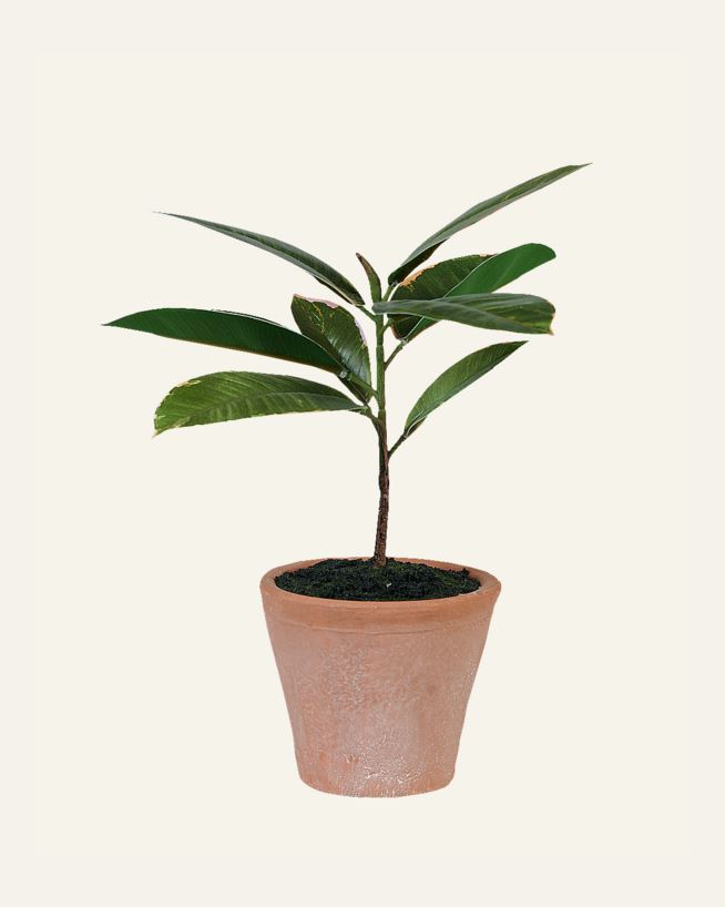 Plante grønn - 10x10x25 cm grønn - 1