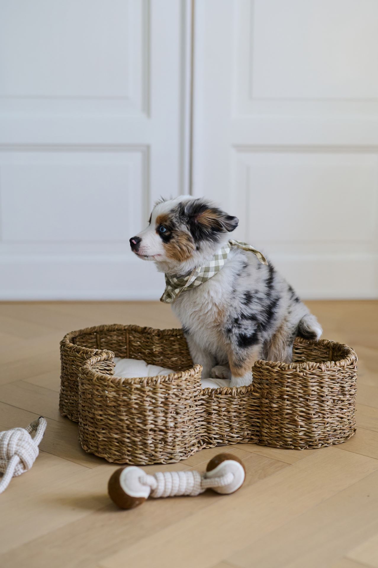 Hundeleke multi hvit - 4