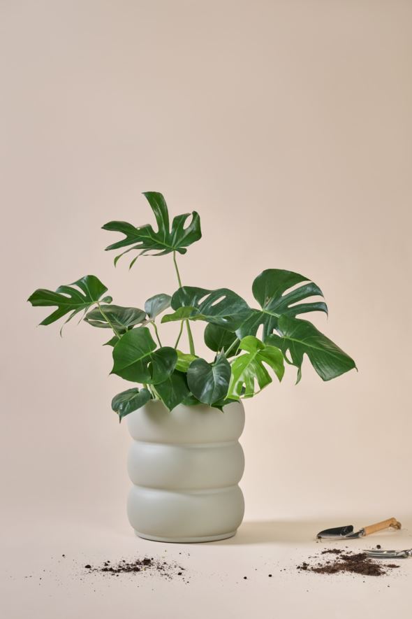 Utepotte grågrønn - 3