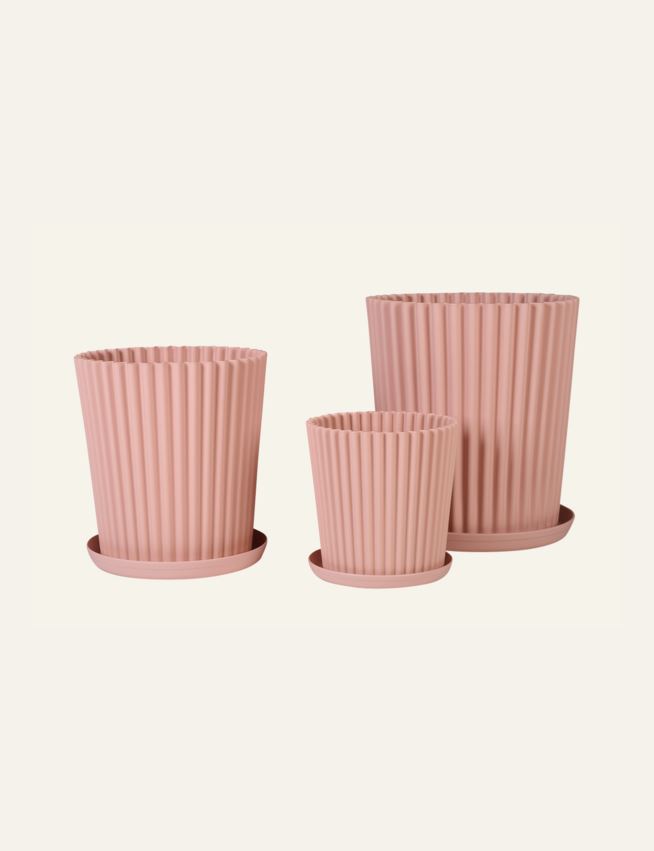 Utepotte pudderrosa - 4